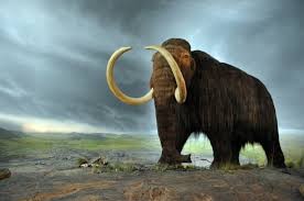 The Resurrection of the Woolly Mammoth