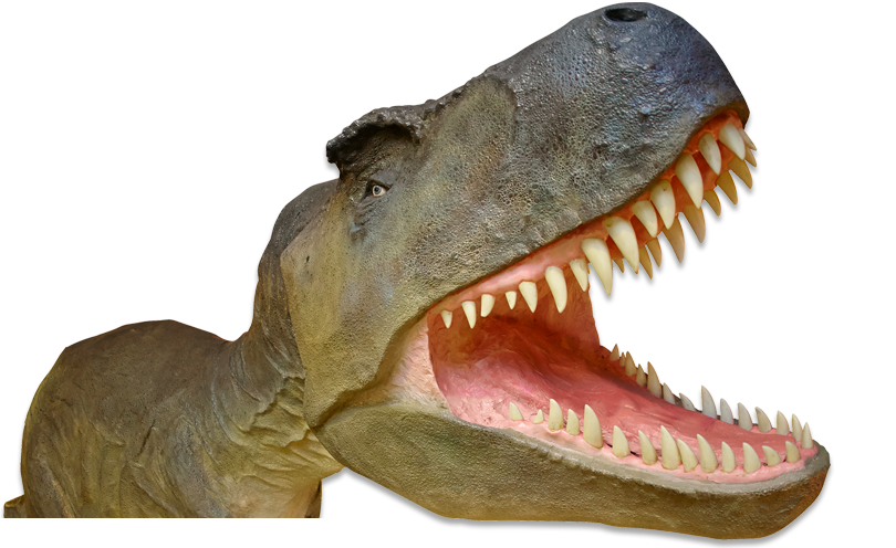 The Dinosaur Museum - Dorset Attraction