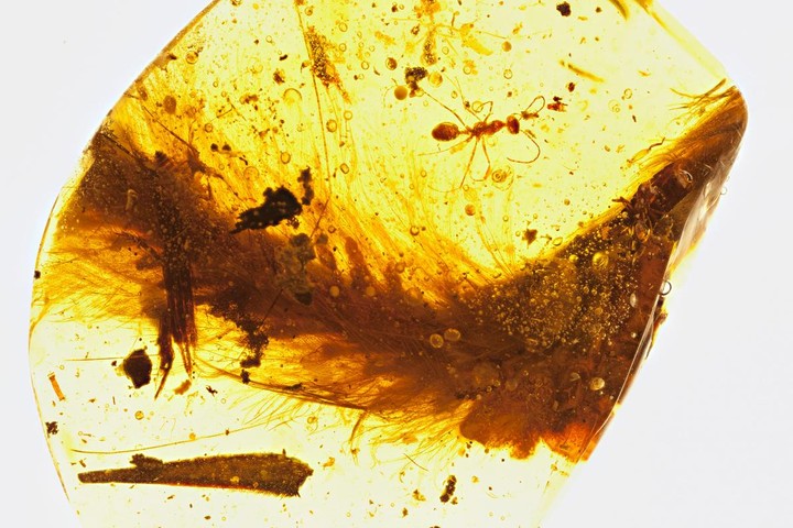 Dinosaur Tail Found Preserved In Amber!