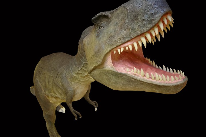 The Largest Dinosaurs had Embellished Heads