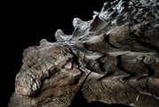 New Dinosaur fossil discovered that is so well preserved it could be a statue!
